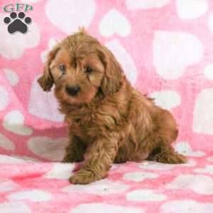 Emma, Cavapoo Puppy
