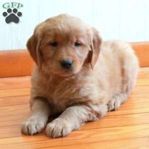 Emma, Golden Retriever Puppy