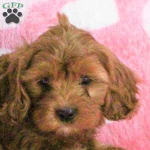 Emma, Cavapoo Puppy