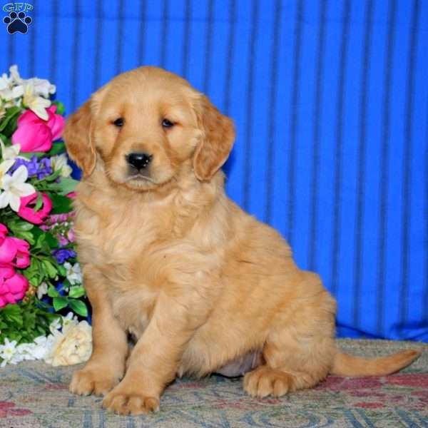 Emma, Golden Retriever Puppy