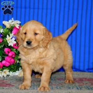 Emma, Golden Retriever Puppy