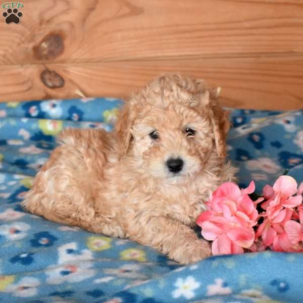 Emmett, Bich-Poo Puppy