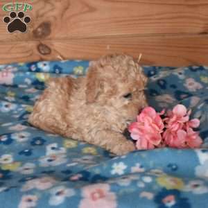 Emmett, Bich-Poo Puppy