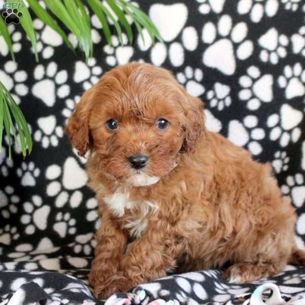 Engage, Cavapoo Puppy