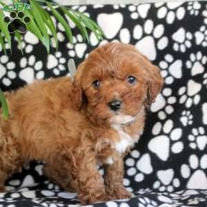Engage, Cavapoo Puppy