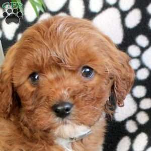 Engage, Cavapoo Puppy