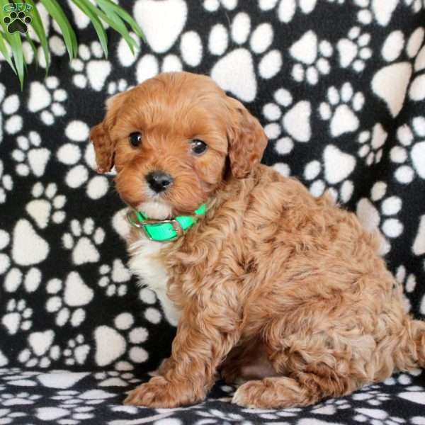 Engine, Cavapoo Puppy