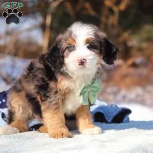 Enzo, Mini Bernedoodle Puppy
