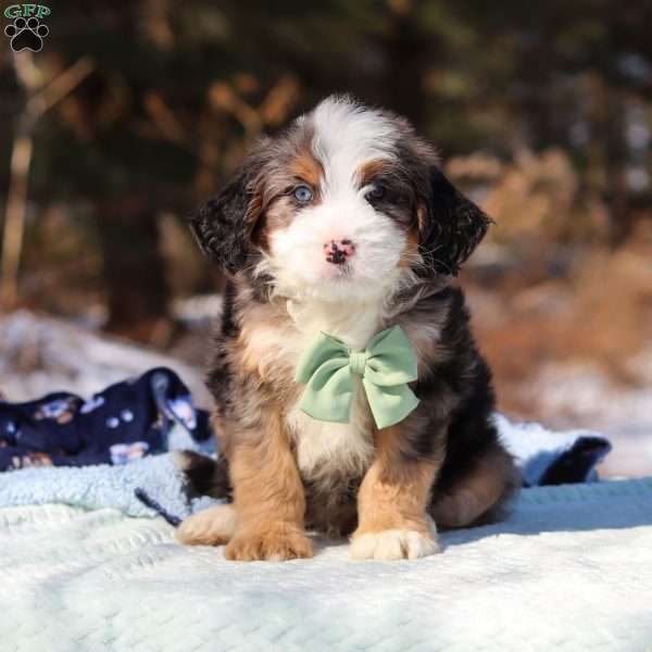 Enzo, Mini Bernedoodle Puppy
