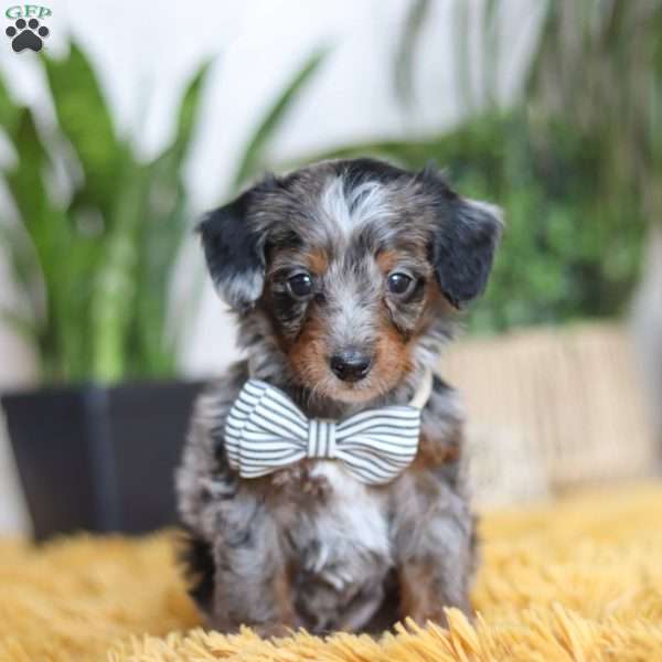 Enzo, Yorkie Poo Puppy