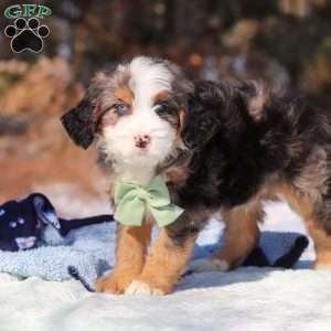 Enzo, Mini Bernedoodle Puppy