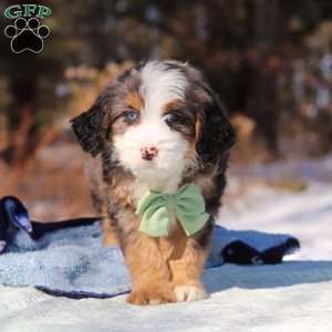 Enzo, Mini Bernedoodle Puppy