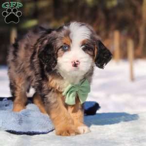 Enzo, Mini Bernedoodle Puppy