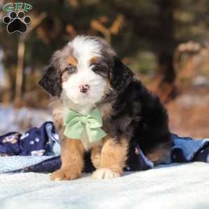 Enzo, Mini Bernedoodle Puppy