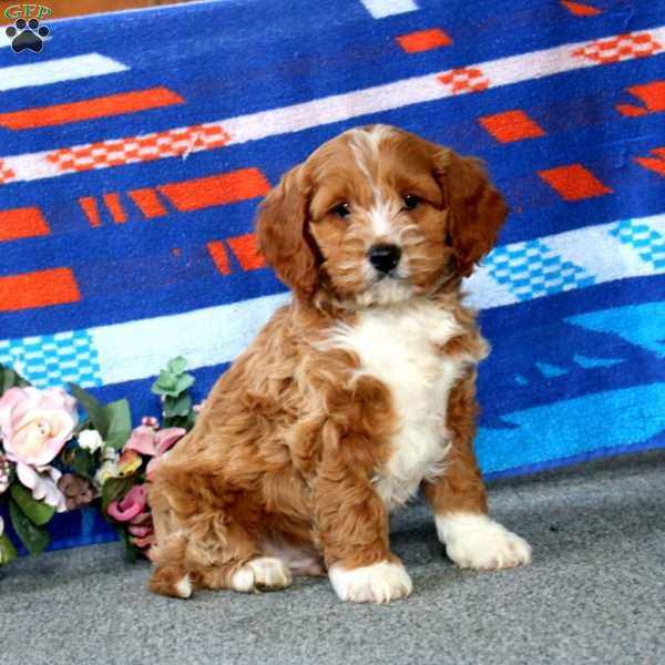 Eric, Cockapoo Puppy