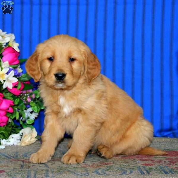 Eric, Golden Retriever Puppy