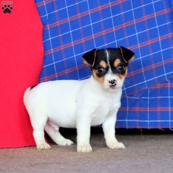 Eric, Jack Russell Terrier Puppy
