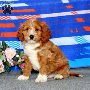 Eric, Cockapoo Puppy