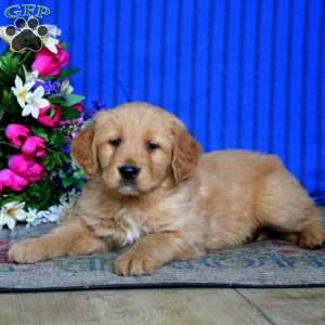 Eric, Golden Retriever Puppy