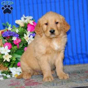 Eric, Golden Retriever Puppy