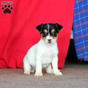 Eric, Jack Russell Terrier Puppy