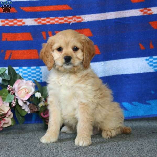 Erma, Cockapoo Puppy