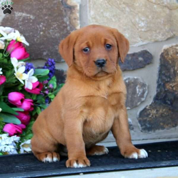Erma, Fox Red Labrador Retriever Puppy