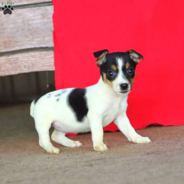 Erma, Jack Russell Terrier Puppy