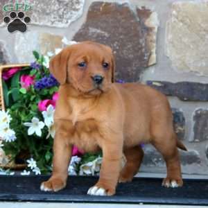 Erma, Fox Red Labrador Retriever Puppy