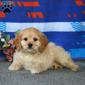 Erma, Cockapoo Puppy