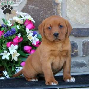 Erma, Fox Red Labrador Retriever Puppy