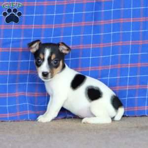 Erma, Jack Russell Terrier Puppy