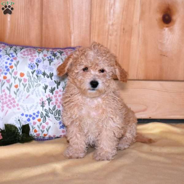 Ernie, Bich-Poo Puppy