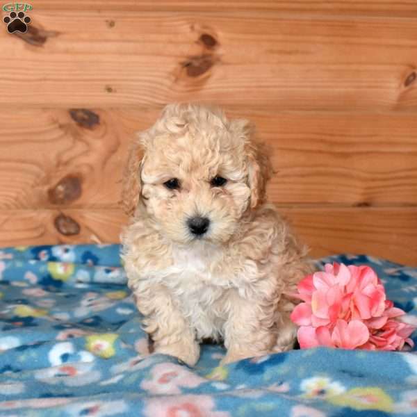 Ernie, Bich-Poo Puppy