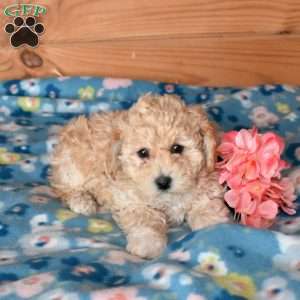 Ernie, Bich-Poo Puppy