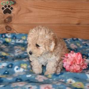 Ernie, Bich-Poo Puppy