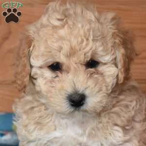 Ernie, Bich-Poo Puppy