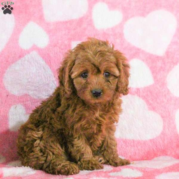 Estelle, Cavapoo Puppy