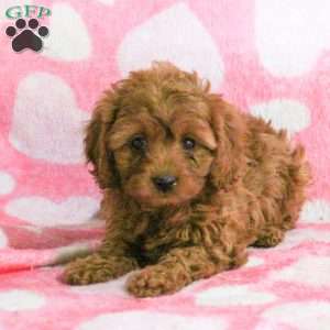 Estelle, Cavapoo Puppy