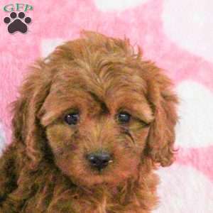Estelle, Cavapoo Puppy