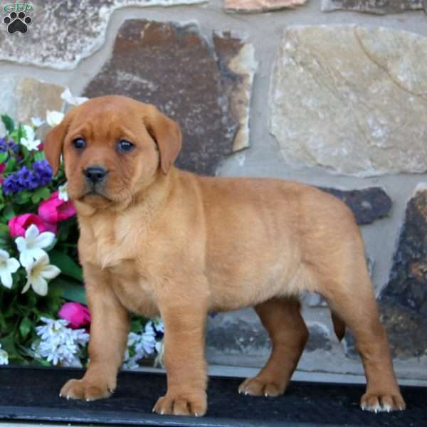 Esther, Fox Red Labrador Retriever Puppy
