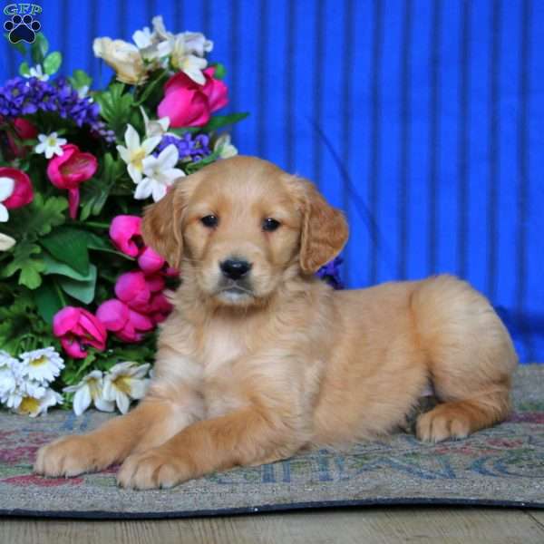 Esther, Golden Retriever Puppy