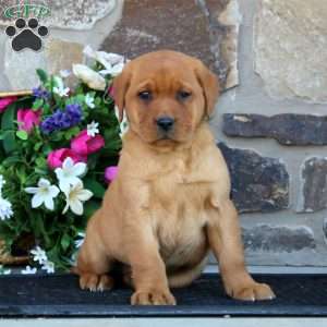Esther, Fox Red Labrador Retriever Puppy