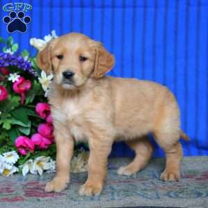 Esther, Golden Retriever Puppy