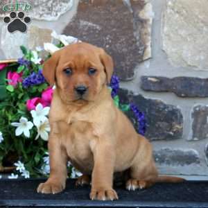 Esther, Fox Red Labrador Retriever Puppy