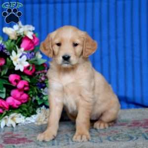 Esther, Golden Retriever Puppy