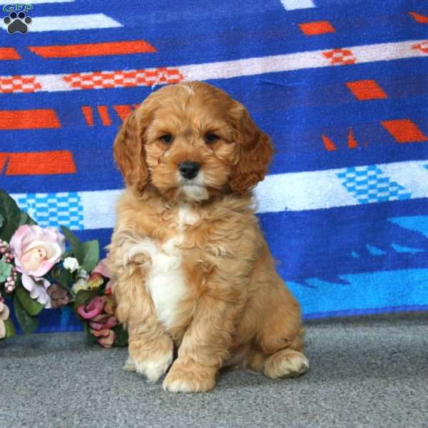 Ethan, Cockapoo Puppy