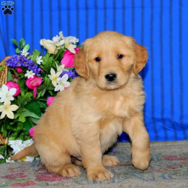 Ethan, Golden Retriever Puppy