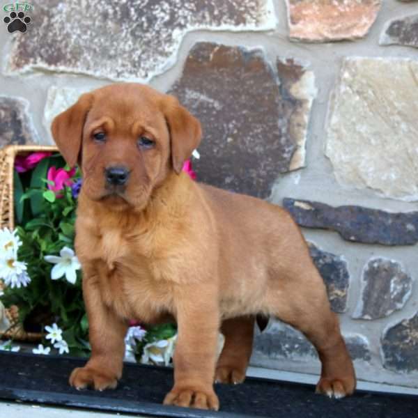 Ethan, Fox Red Labrador Retriever Puppy