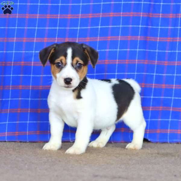 Ethan, Jack Russell Terrier Puppy